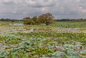 022 Lotusvijver
